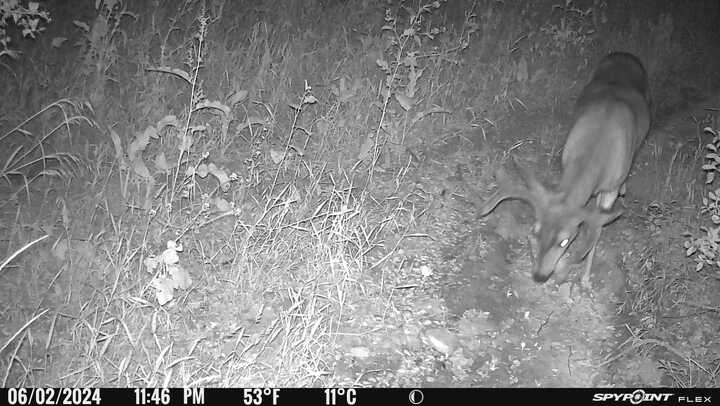 A deer captured at night on a trail camera in a grassy area; timestamp: 11:46 PM, 53°F/11°C, June 2, 2024.