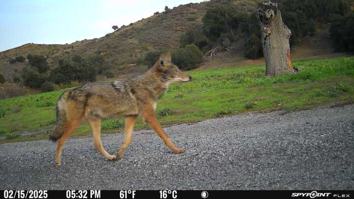 A coyote walking on a path in a hilly landscape with trees, captured by a trail camera.