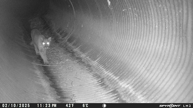 A large cat with glowing eyes walks through a tunnel at night, captured by a trail camera.