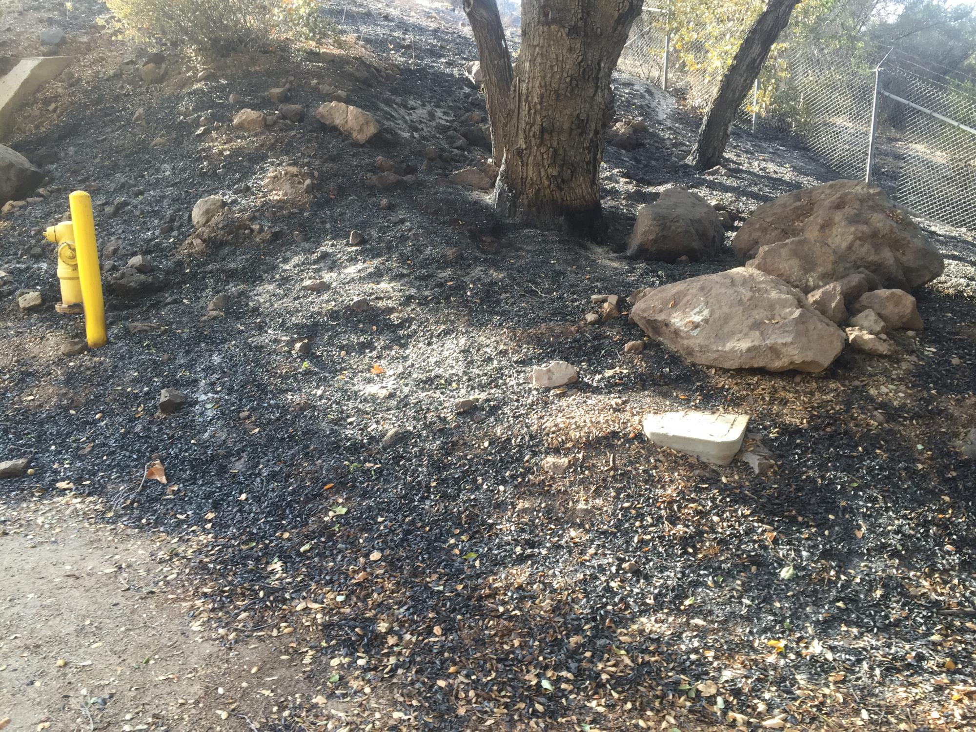Burnt ground with scattered rocks, a tree, fence, yellow post, and hydrant.