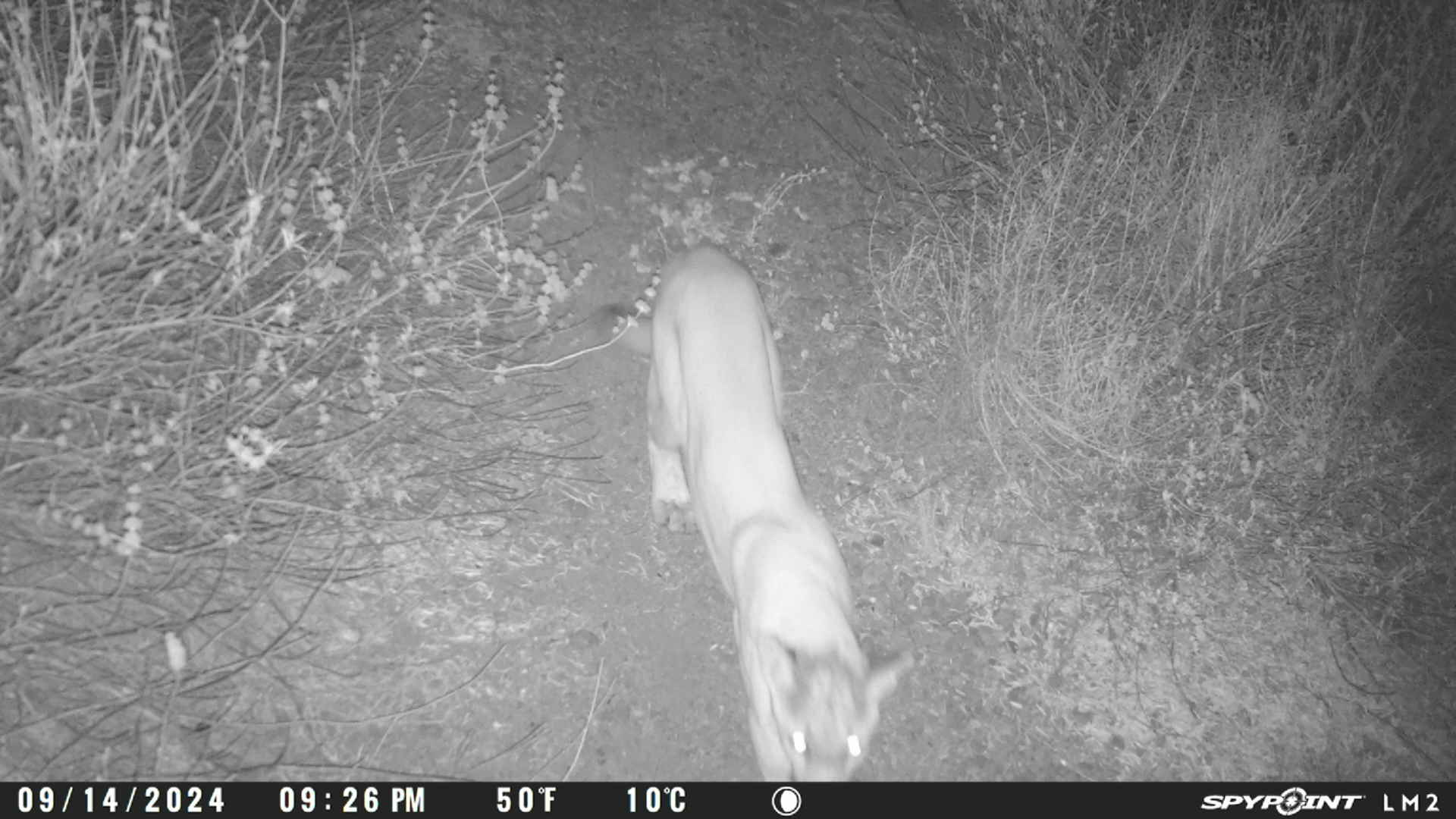 A nocturnal camera image of a wild animal, possibly a mountain lion, walking through foliage at night.