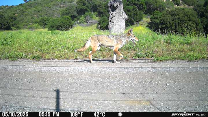 A coyote walks on a path with green foliage and a tree in the background, under a clear sky. Temperature is 109°F (42°C).