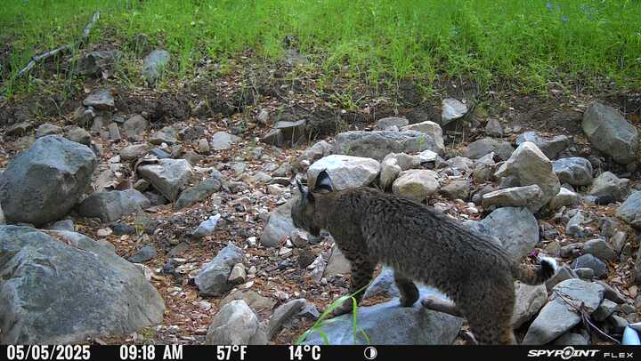 A bobcat walking on rocky terrain, with a grassy background. Timestamp shows May 5, 2025, temperature 57°F (14°C).