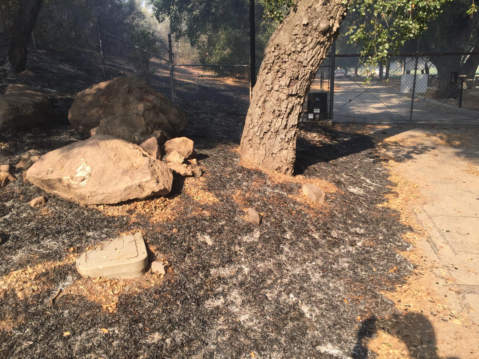 Burnt ground with rocks, a tree, a fence, and a path in a wooded area.