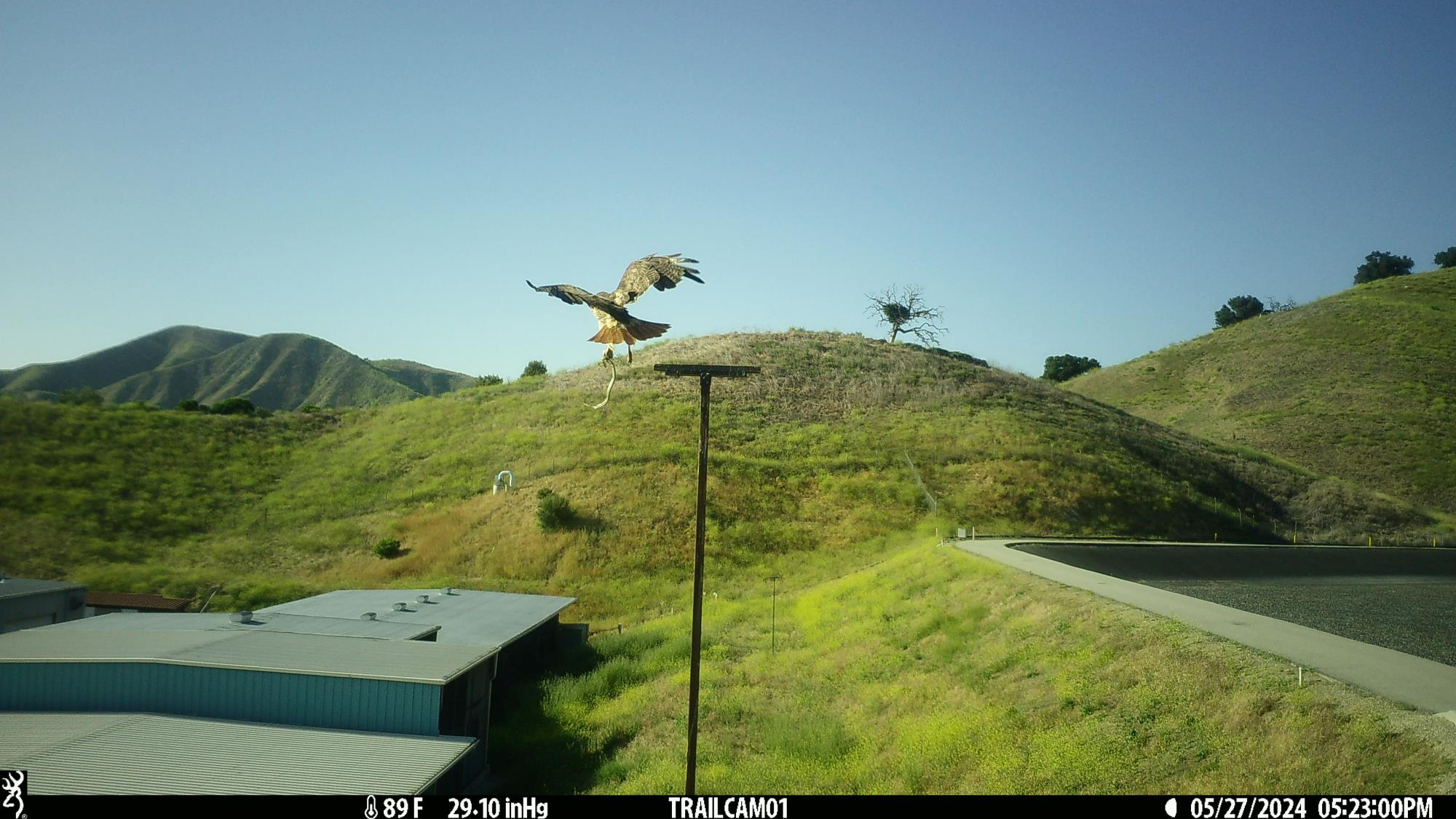 A bird of prey with a snake flies over a grassy hill, with mountains and buildings in the background.