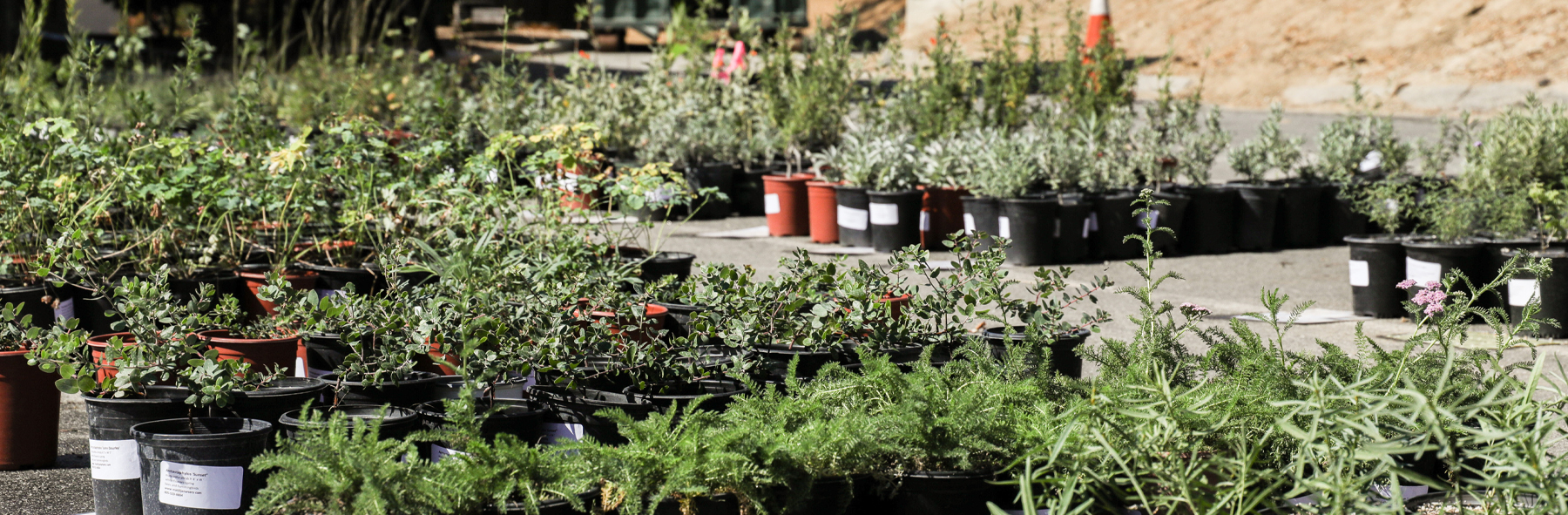 Potted plants arranged outdoors on pavement, with greenery and various foliage in different containers.