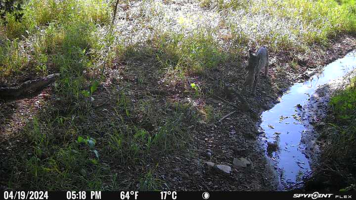A trail camera shows a wooded area with grass, a small stream, and an animal. The timestamp reads 04/19/2024, 5:18 PM, 64°F (17°C).