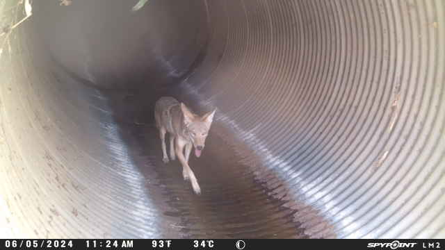 A coyote walks through a large metal tunnel.