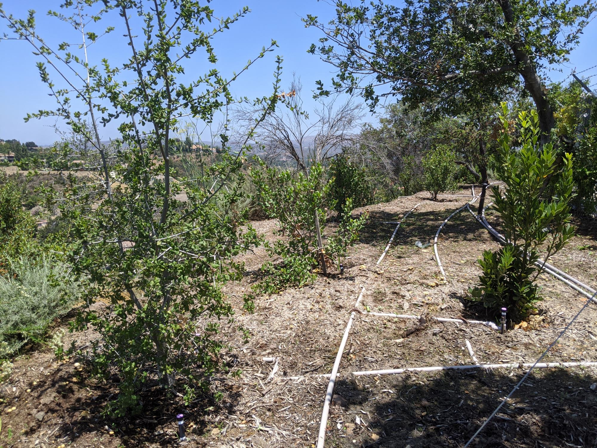 A hillside garden with trees, shrubs, and irrigation pipes under a clear blue sky.