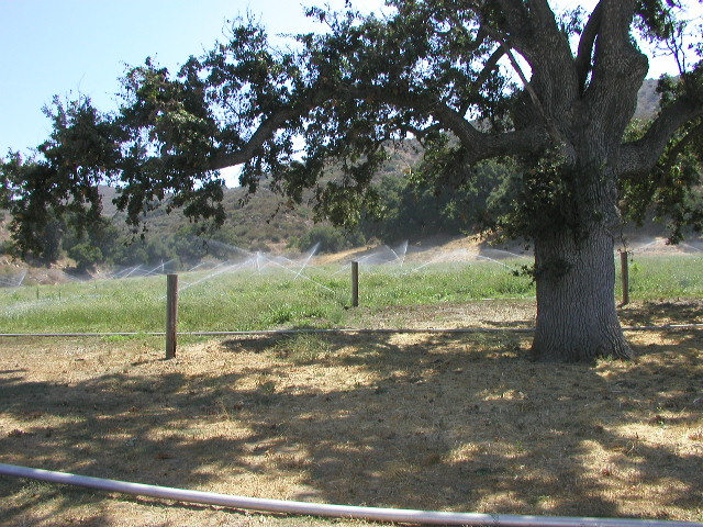 A tree in the foreground, with sprinklers watering a grassy field in the background.