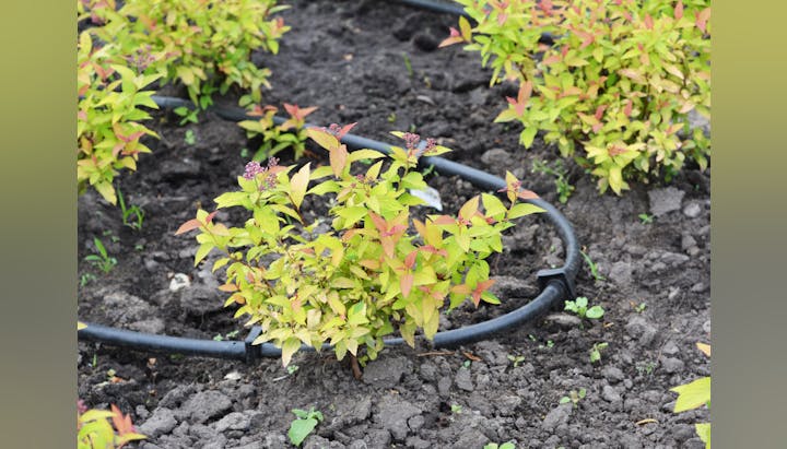 Young plants with yellow and orange leaves in a garden bed, surrounded by a drip irrigation system on dark soil.