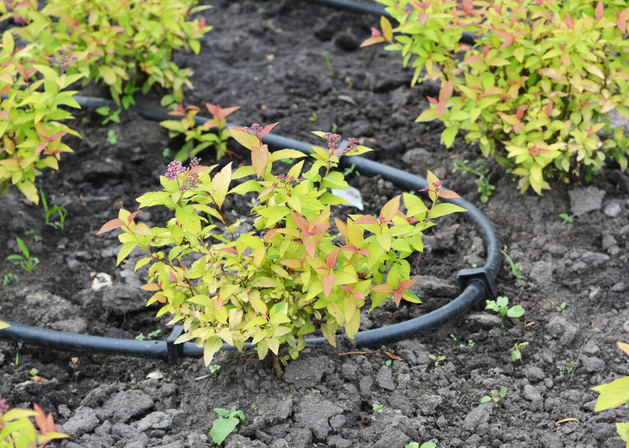 Young plants with yellow and orange leaves in a garden bed, surrounded by a drip irrigation system on dark soil.