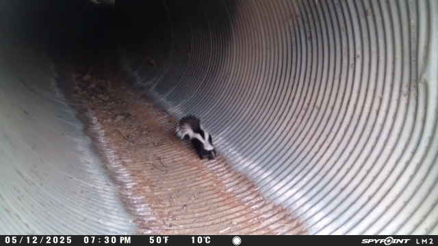 A skunk walking through a corrugated metal pipe tunnel.