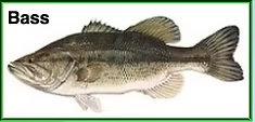 Image of a bass fish with text "Bass" in the upper left corner.