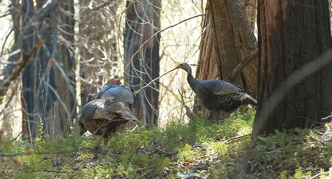 Wild turkeys walking in a forest.