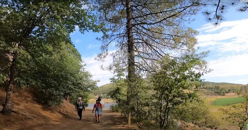 Two people hiking on a forest trail with green trees and a clear sky.