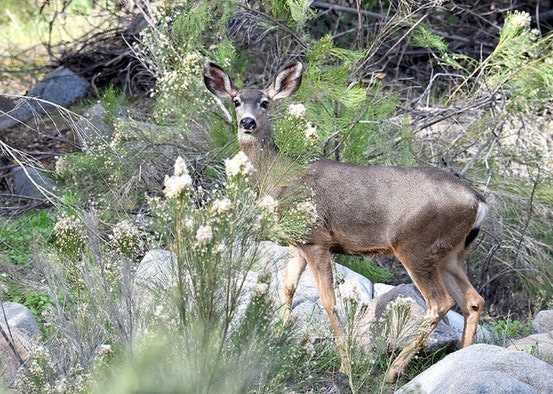 A deer standing amidst green foliage and rocks in a natural setting.