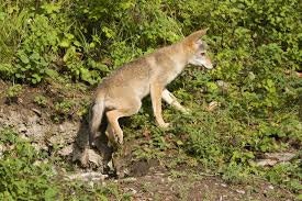 A coyote jumping over a small ditch in a grassy area.