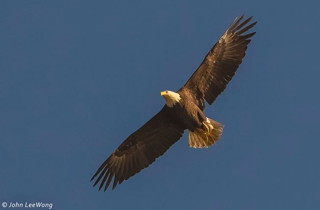 A bald eagle soaring in a clear blue sky.
