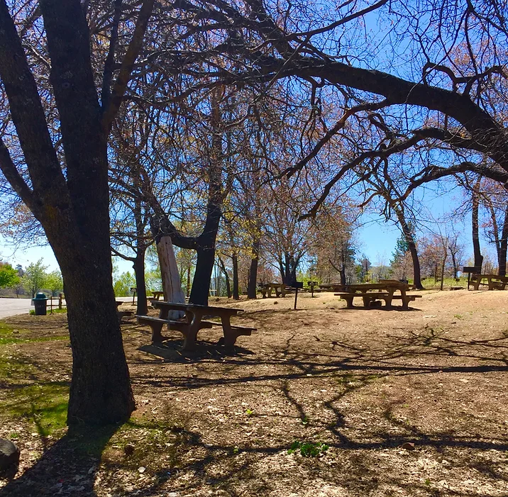 A sunny park scene with leafless trees, picnic tables, and scattered shadows.
