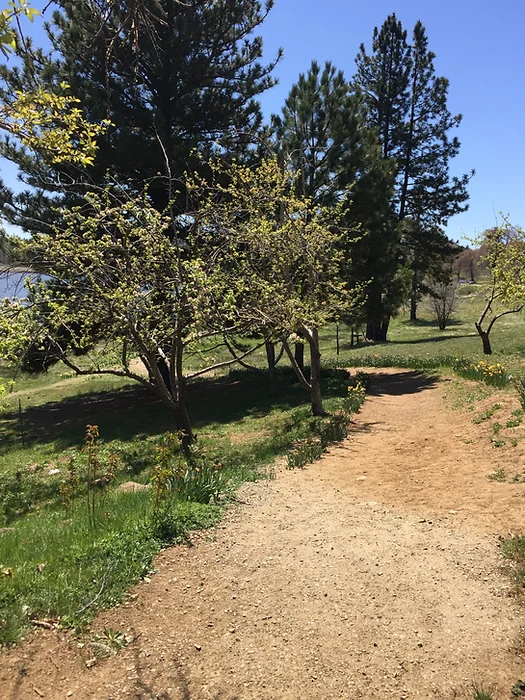 A dirt path winding through a grassy area with trees and clear blue sky.