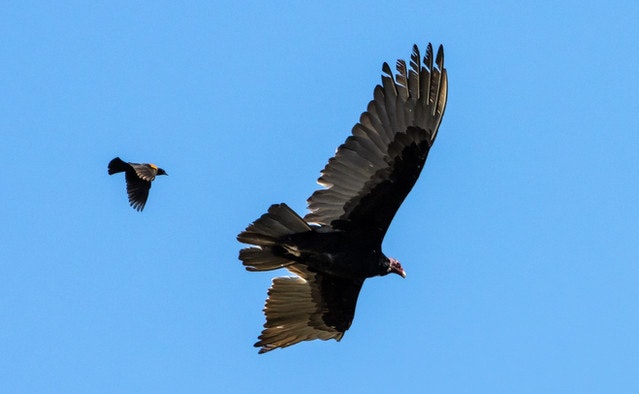 Two birds flying in a clear blue sky, one large and one small.