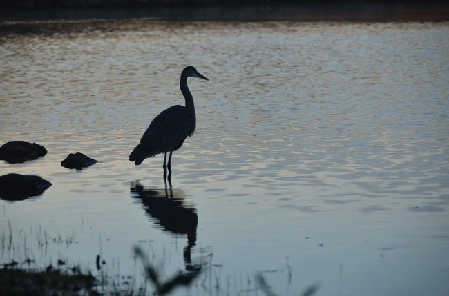 A heron stands in shallow water, silhouetted against the evening sky with rocks and grasses around.