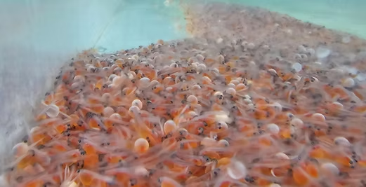 A large group of fish fry swimming closely together in a tank.