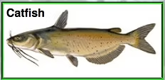 Image of a catfish with label and green border.