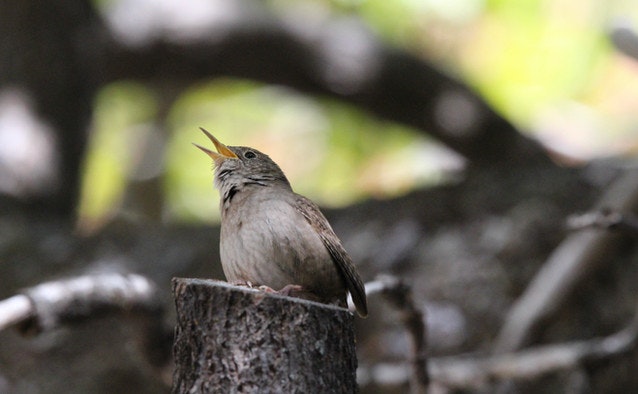 A bird perched on a tree stump with its beak open, possibly singing or calling, in a natural setting.