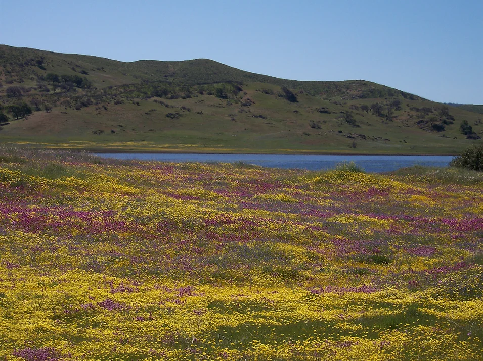 A vibrant field of yellow and purple wildflowers near a serene lake with rolling hills in the background under a clear blue sky.