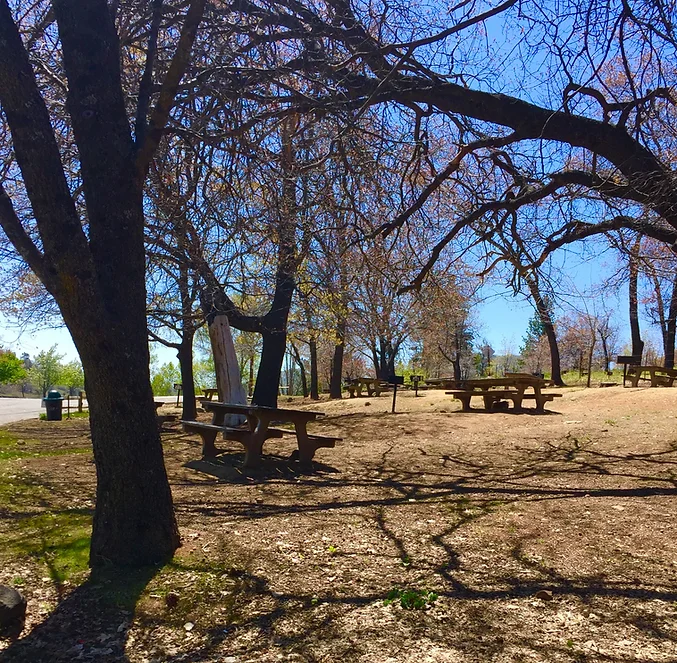 A park with trees, leafless branches, and multiple picnic tables under a clear blue sky.