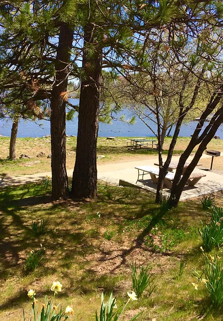 Trees overlook a lakeside picnic area with tables and a BBQ grill, surrounded by grassy land and a few daffodils.