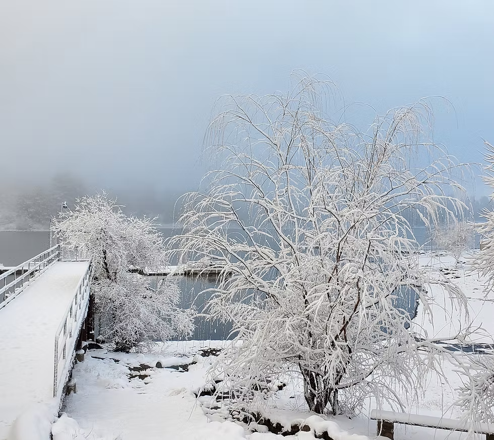 Snow-covered tree by a misty lake, with a snowy pathway leading to the water.