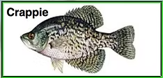 Image of a crappie fish, featuring a greenish body with black spots and a caption "Crappie" in the top left corner.