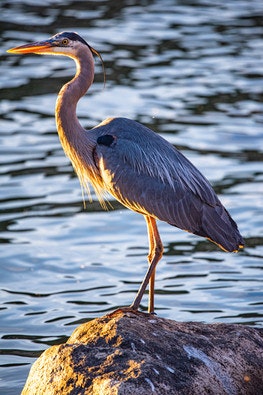 A heron standing on a rock by the water.