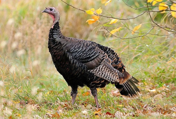 A wild turkey standing on grass with autumn leaves around.