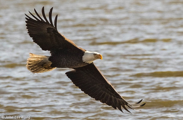 A bald eagle flying over water with wings spread.