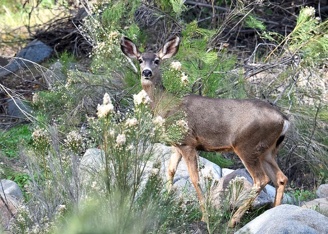 A deer standing among rocks and greenery in a forest setting.