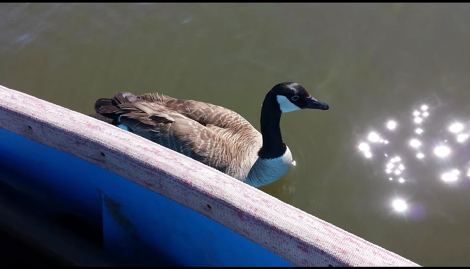 A Canadian goose floating near the side of a boat on a sunny day.