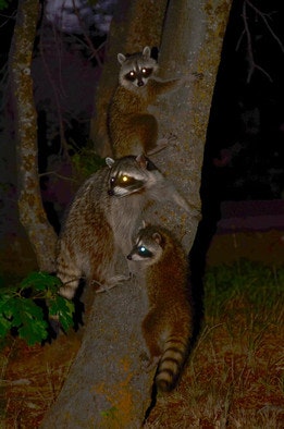Three raccoons climbing a tree at night, eyes glowing.