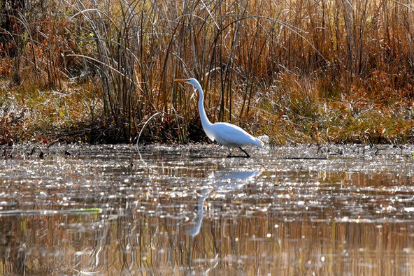 A white heron wading in a marsh with dry grass, reflected in the water.