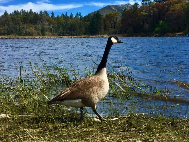 A Canada goose standing by a lake with grass and a forested area in the background.
