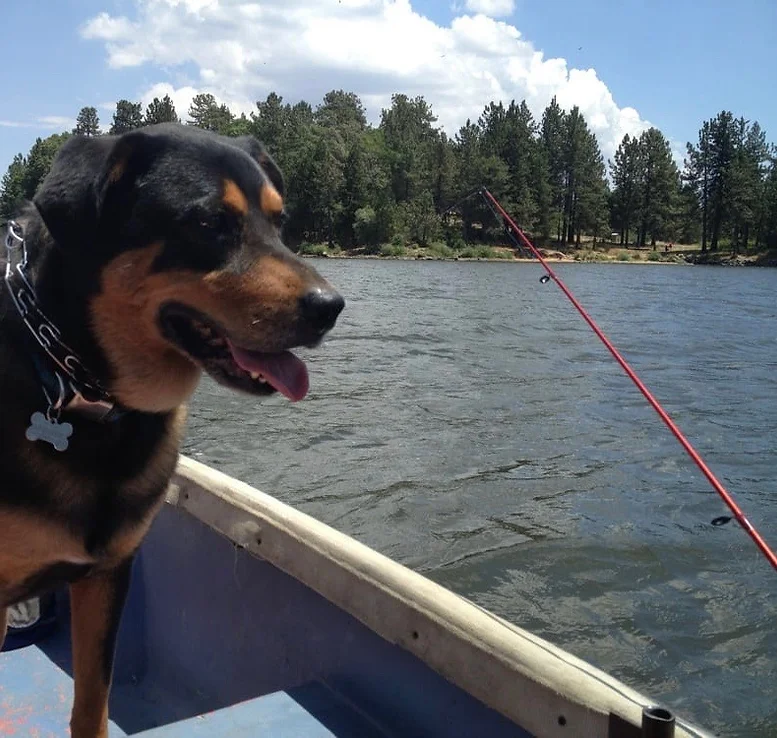 A dog in a boat on a lake, with a fishing rod and trees in the background.