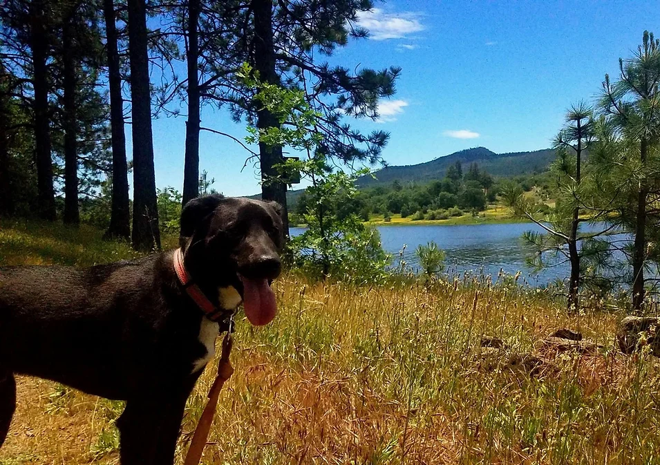 A black dog with a red collar stands on a grassy lakeside, surrounded by trees, with mountains in the background under a clear blue sky.