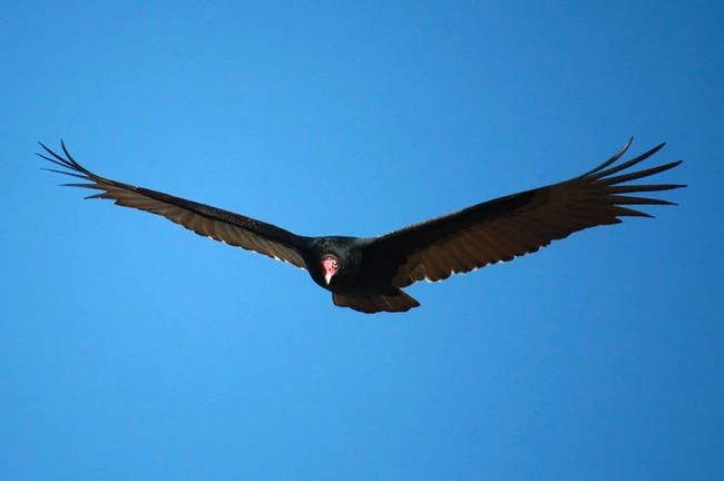 A vulture soaring against a clear blue sky.