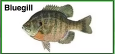 Illustration of a bluegill fish with text label "Bluegill."