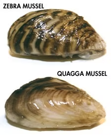 A comparison between zebra and quagga mussels, showing their shell patterns.