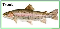 Illustration of a trout with speckled body and pink stripe.