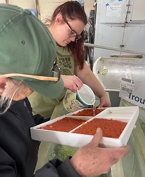 Two people pouring water over a tray of fish eggs in a hatchery.